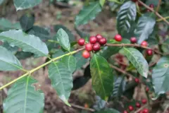哥伦比亚咖啡品种介绍—世界咖啡豆主力产国咖啡豆出产种类介绍。