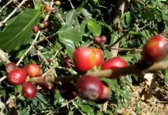 顶级咖啡豆—埃塞俄比亚双冠军咖啡豆阿美狄拉洛介绍。