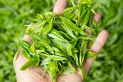大吉岭春茶的味道和颜色与青茶乌龙茶接近的原因 茶叶萎凋的过程