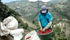 哥斯达黎加特殊处理法咖啡豆之巨石庄园蓝莓咖啡豆风味特点评价。