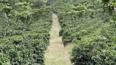 危地马拉咖啡生豆资讯 咖啡豆出口受全球咖啡价格飙升影响而上涨